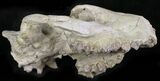 Oreodont (Merycoidodon) Partial Skull - Wyoming #27578-5